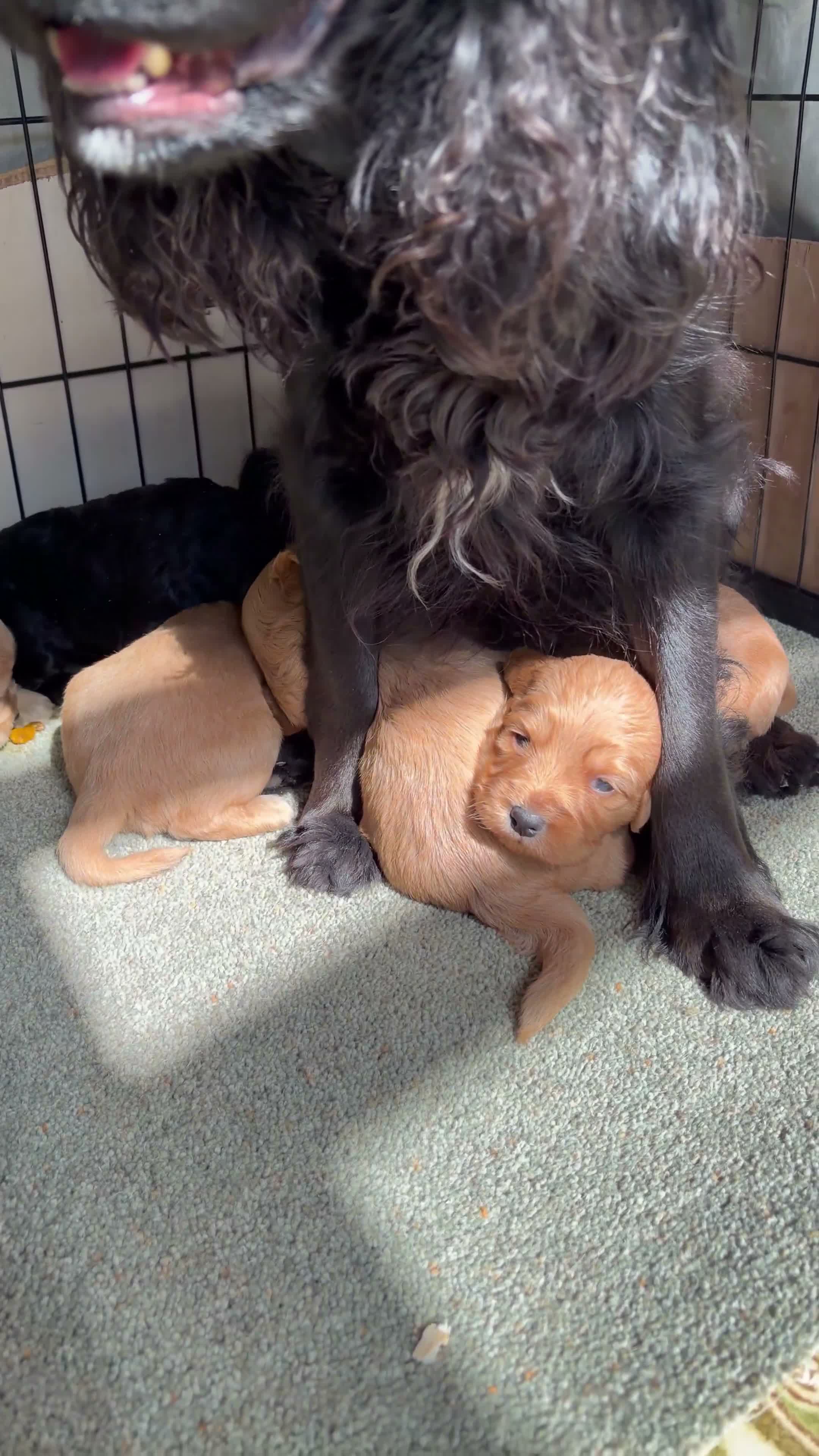 Cockapoo dogs for sale: Cutest Cockapoo Puppies! 3 Boys, 2 Girls  - Video 4