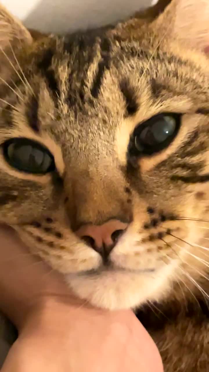 Bengal cats for sale: Beautiful Bengal Male Cat - Kairo  - Video 1