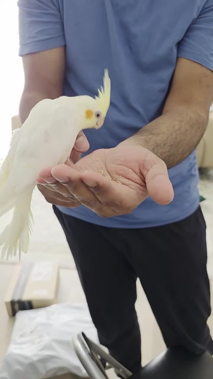 Cockatiels birds for sale: Super Tame Baby Cockatiel in Harrow - Video 1