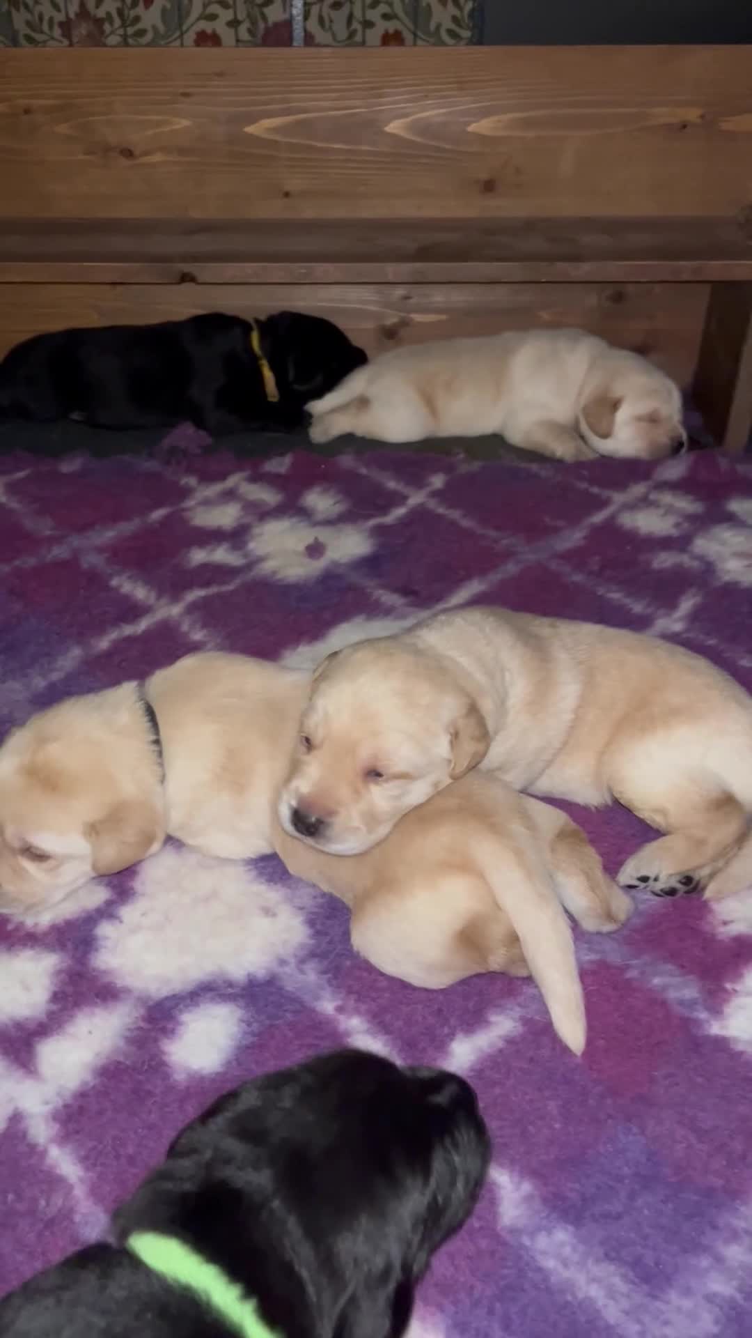 Labrador Retriever dogs for sale: 1 Beautiful Labrador Puppy  - KC Registered  - Video 1