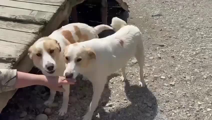 Mixed Breed dogs for adoption: 💙🩵Archie is looking for Love🐾 🩵💙 - Video 3