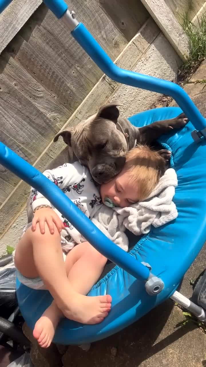 Mixed Breed dogs for sale: Pocket Bully X Wnglish Mastiff in Holywell - Video 1