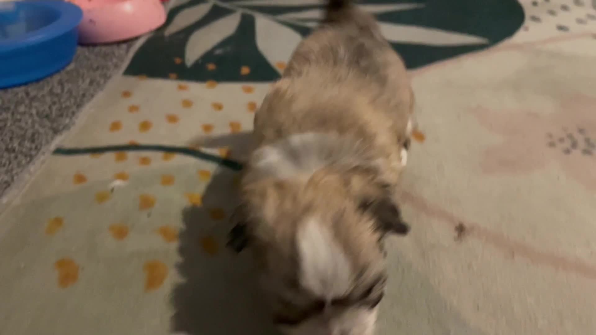 Mixed Breed dogs for sale: Maltese x chihuahua puppies for sale  - Video 1
