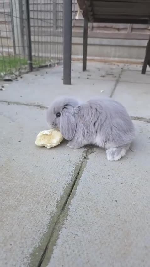 French Lop rabbits for sale: Baby Giant French Lop Rabbits For Sale 🐰 - Video 1