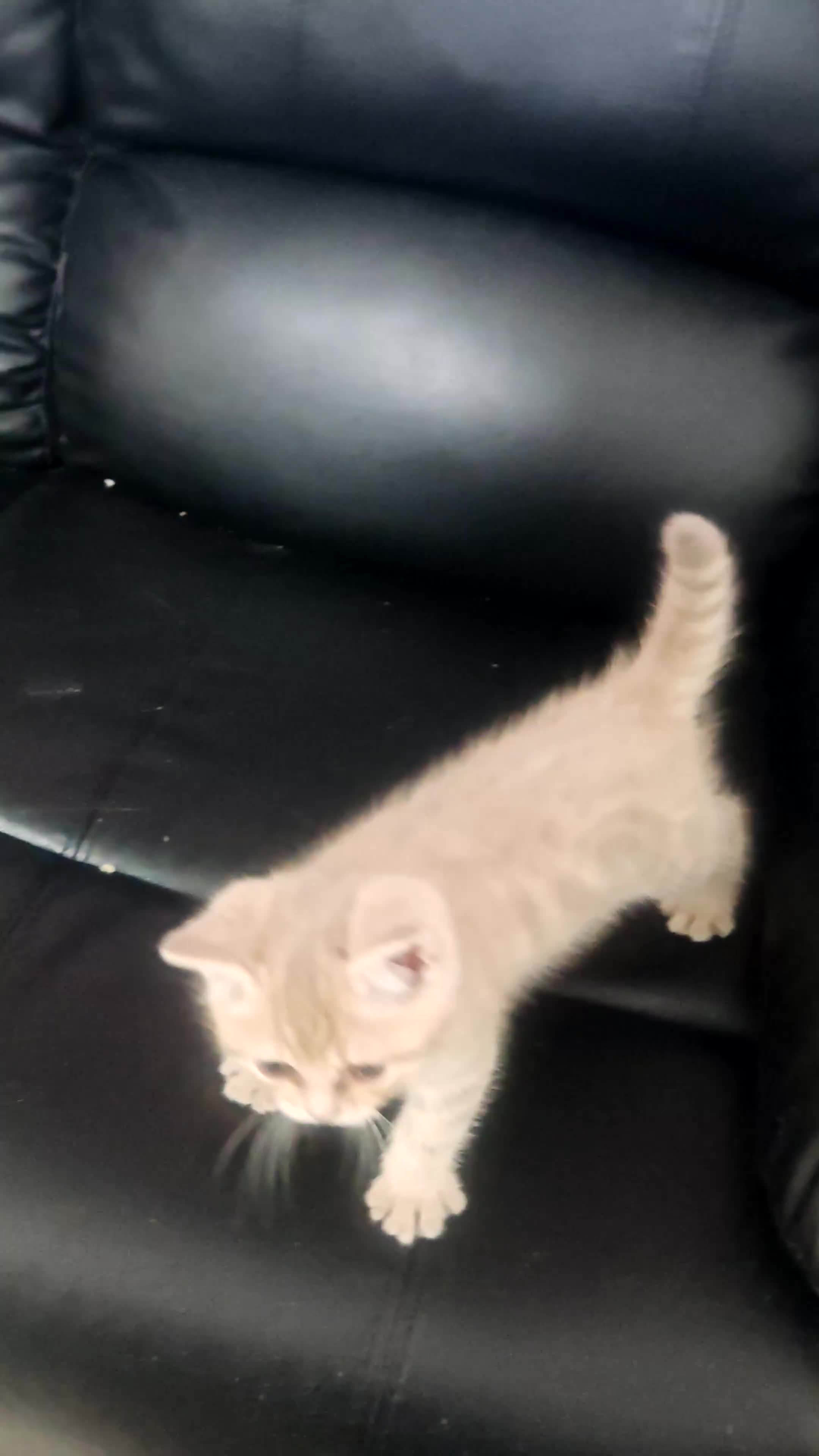 Mixed Breed cats for sale: 🐾 Adorable, persian crossed Kittens for Sale 🐾 - Video 3
