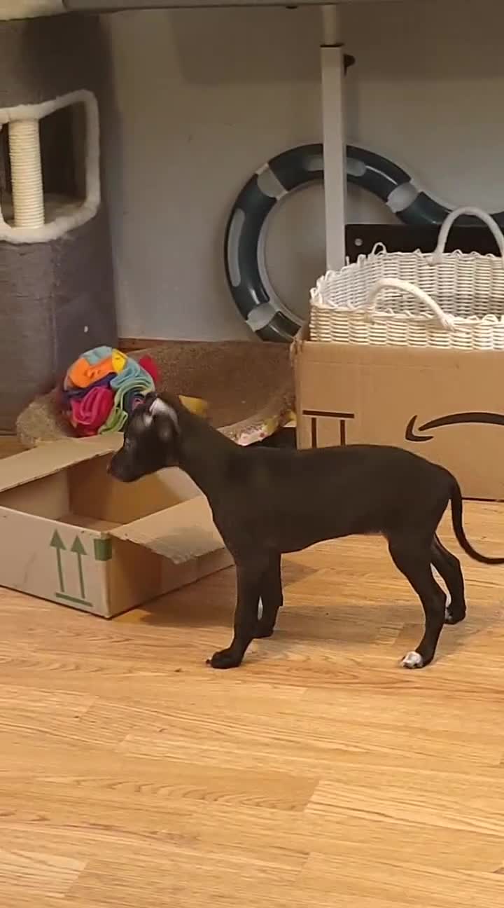 Italian Greyhound dogs for sale: Sold pending collection  - Video 3