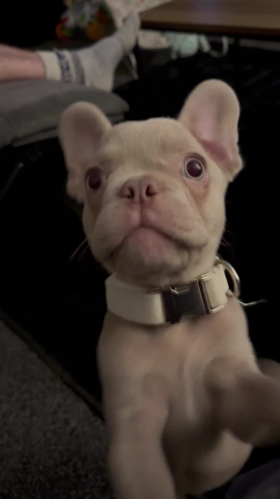 French Bulldog dogs for sale: KC Reg French Bulldog for sale in Saint Helens - Video 3