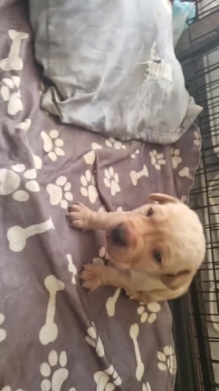 Labrador Retriever dogs for sale: 10 Chunky Labrador puppies fox red/ yellow - Video 3