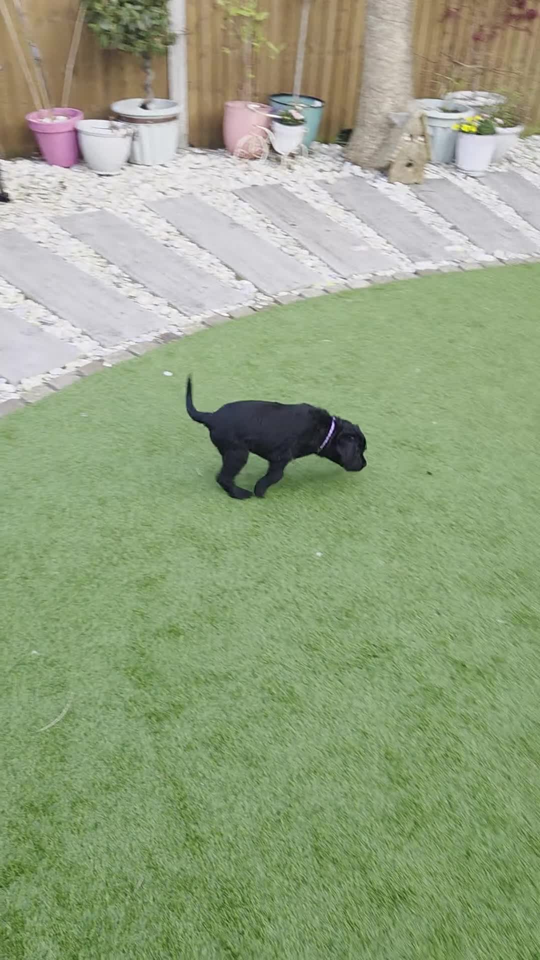 Labradoodle dogs for sale: ONLY 2 GIRLS LEFT- HOME RAISED LABRADOODLE READY  - Video 1