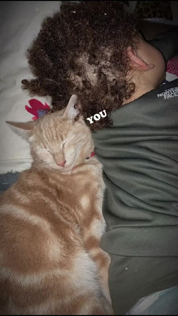 Mixed Breed cats for stud: Frank - Video 1