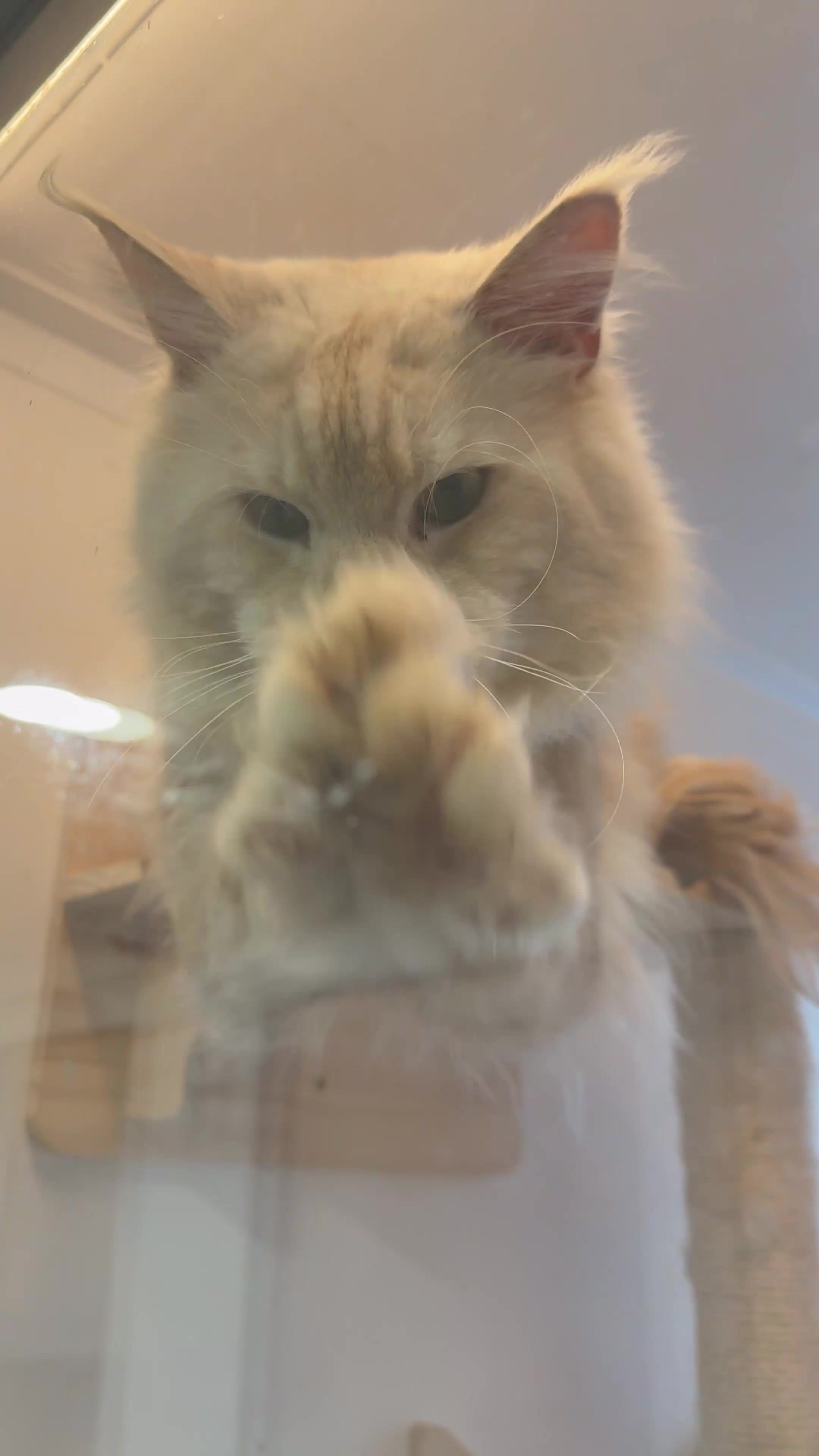 Maine Coon cats for sale: OUTSTANDING-HUGE-Red/Silver imported ACTIVE stud  - Video 1