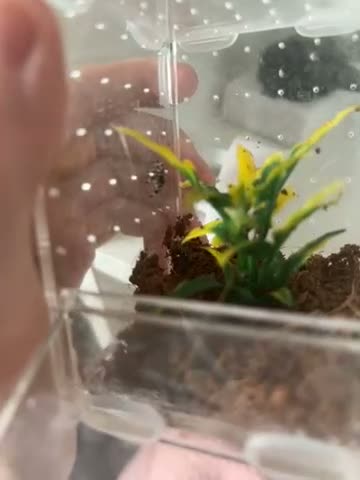 Spiders invertebrates for sale: Jumping spider  - Video 1