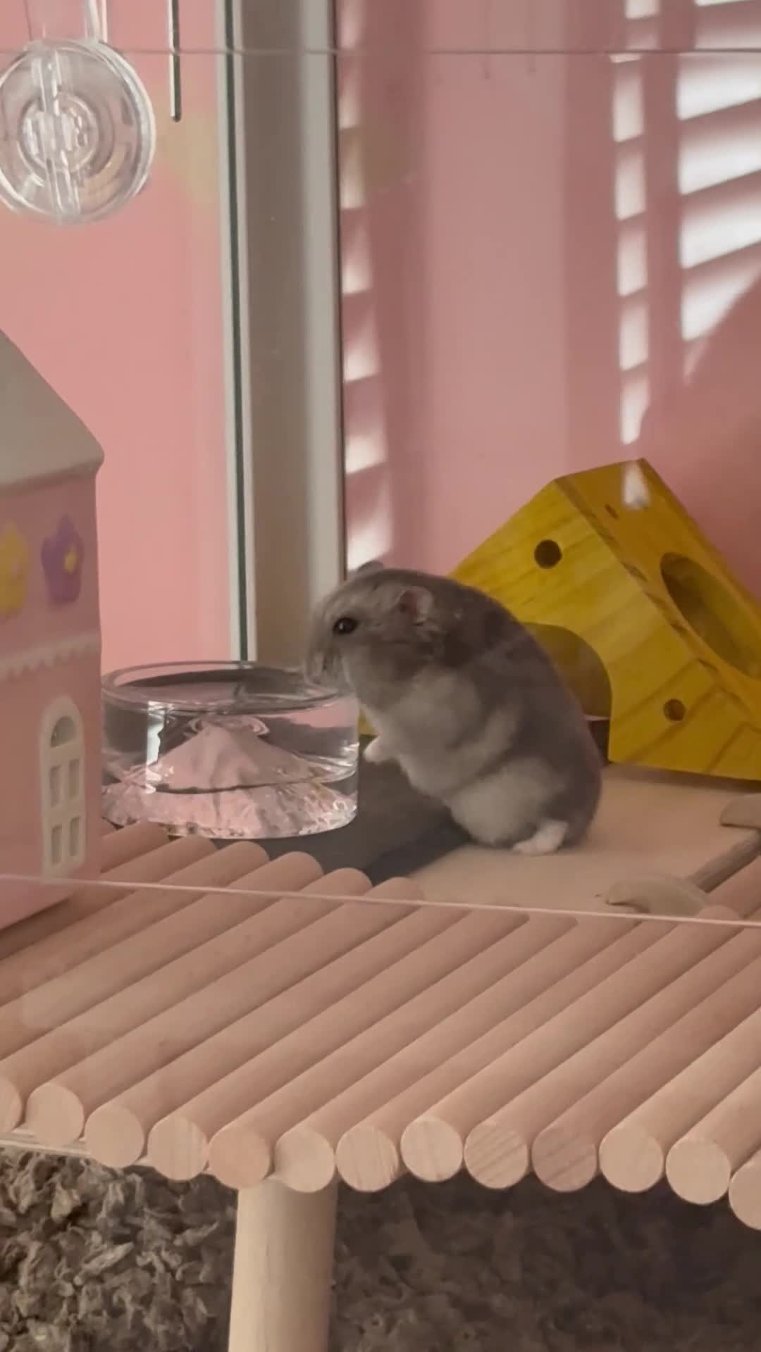 Hamster rodents for sale: Male Hamster with full set up  - Video 2