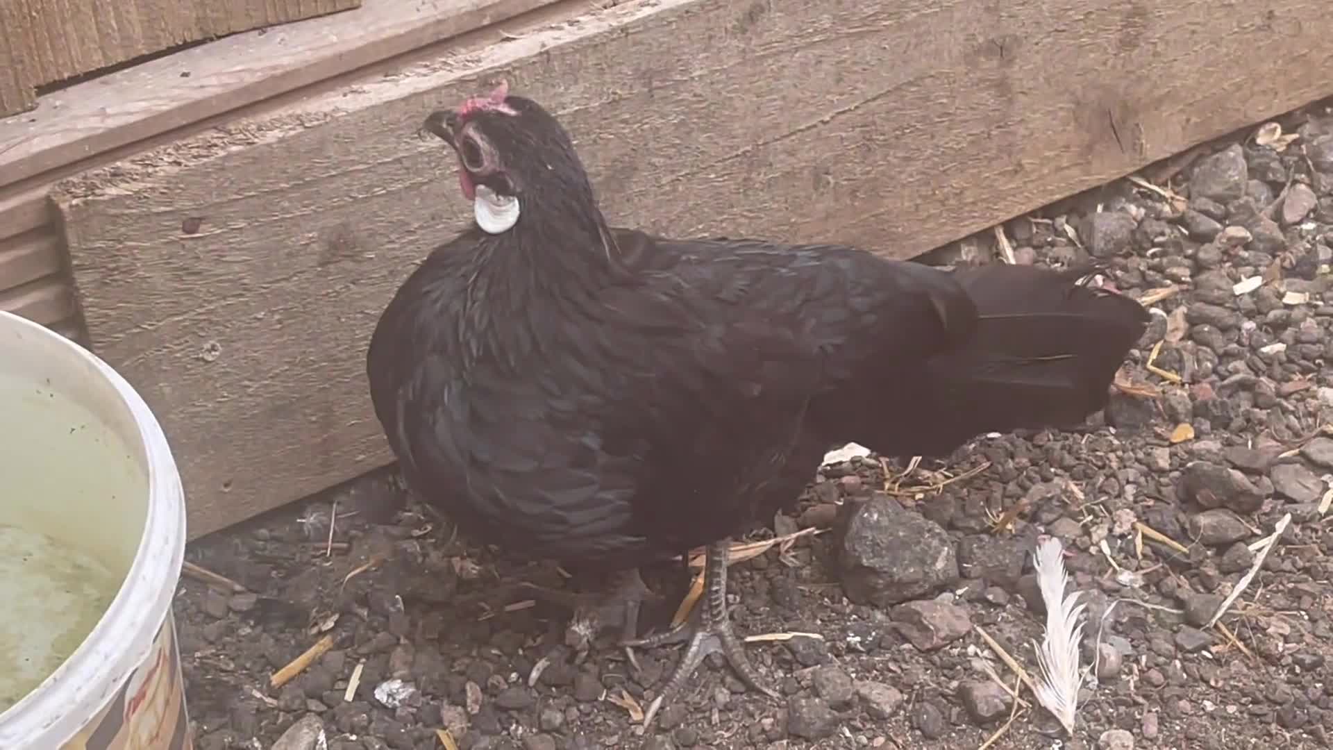 Chickens poultry for sale: Miniature fowl for sale in Ipswich - Video 1
