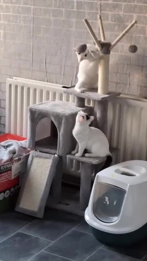 Mixed Breed cats for sale: 2 beautiful sisters - Video 1