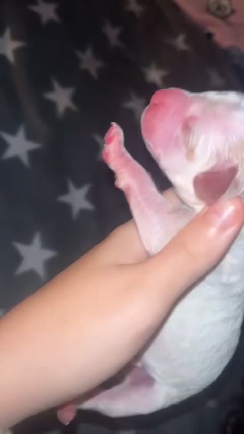 Cockapoo dogs for sale: Cockapoo puppies  - Video 3