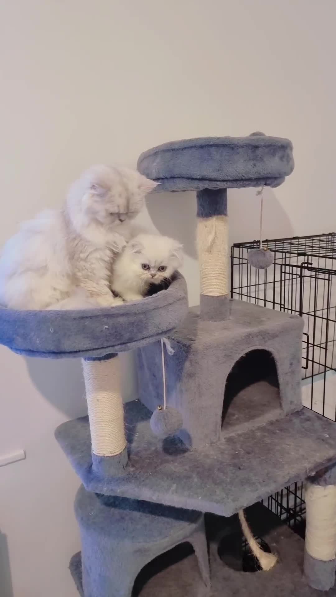 Persian cats for sale: Persian chinchilla 1 left  - Video 1