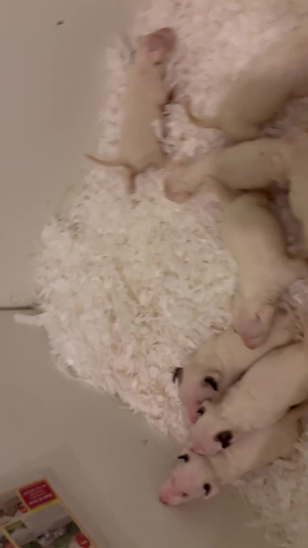 Bull Terrier dogs for sale: 🇬🇧🇬🇧BULLYVIEW BULL TERRIERS🇬🇧🇬🇧 - Video 1