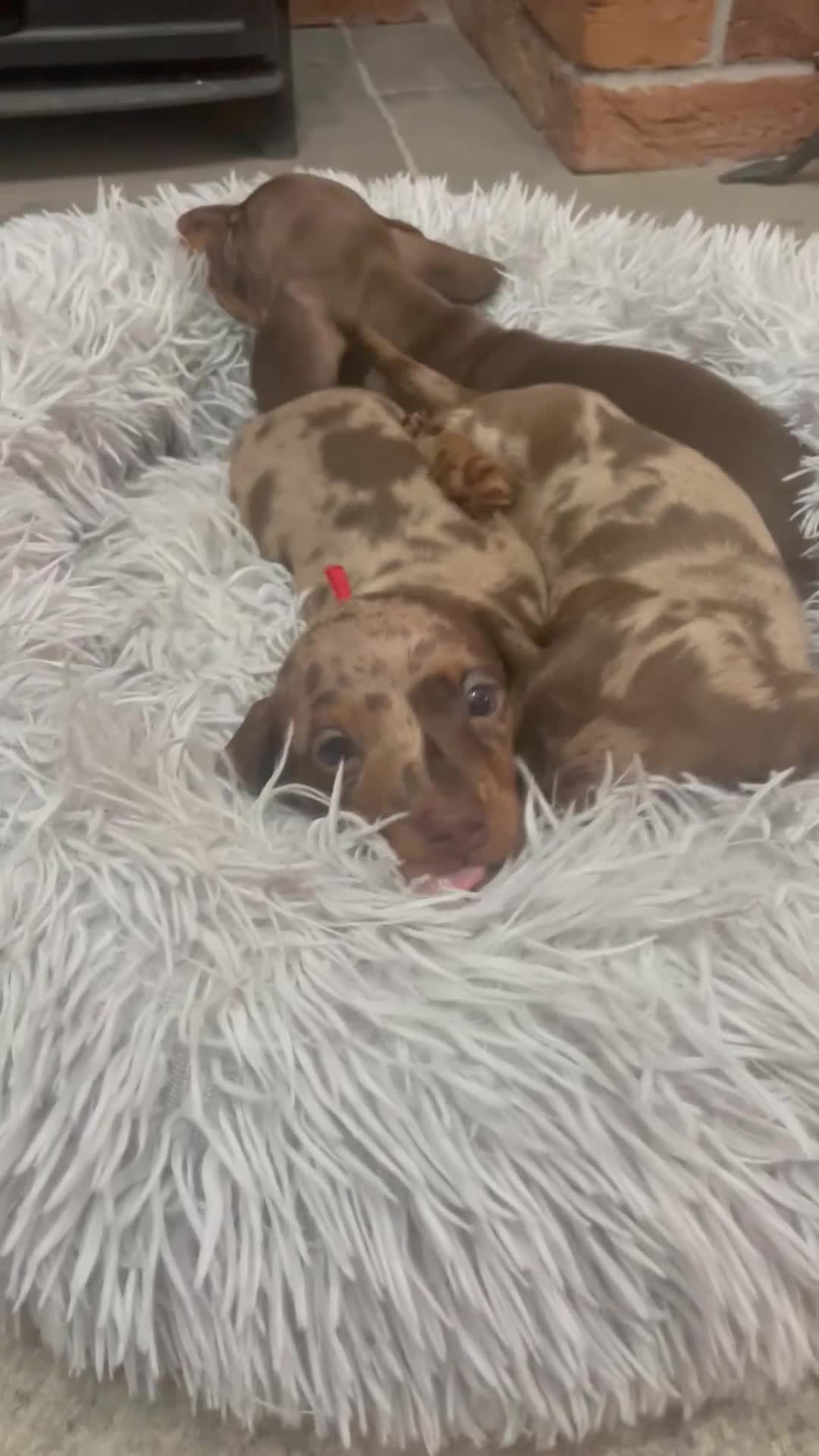 Miniature Dachshund dogs for sale: Stunning small Miniature Daschund’s - Video 1
