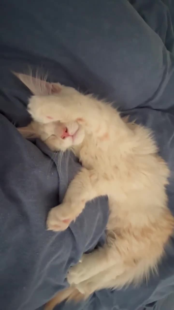 Maine Coon cats for sale: Main Coon kittens for sale - Video 3