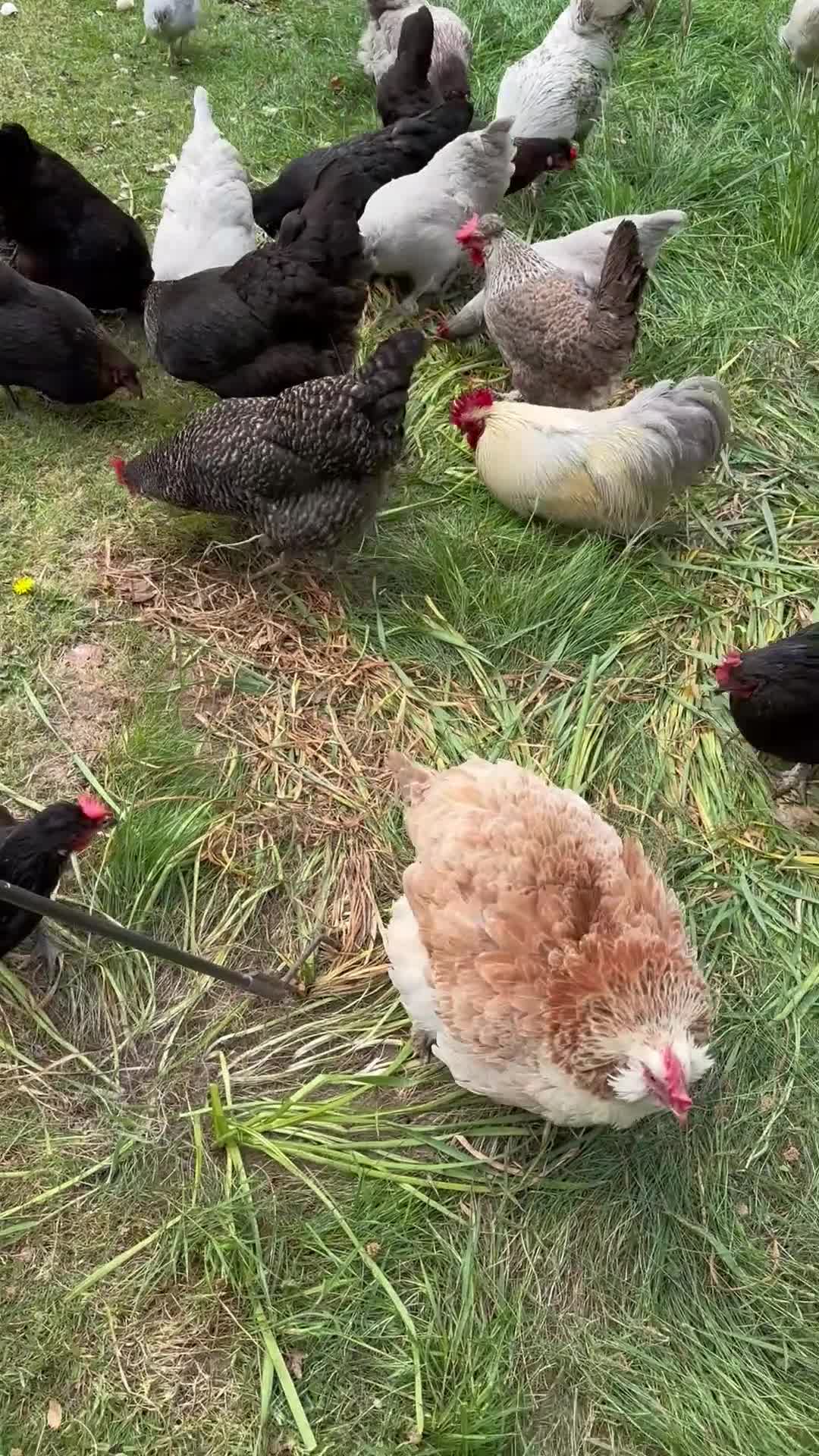 Chickens poultry for sale: Chicks, chickens, hatching eggs silkies Aracuanas - Video 1