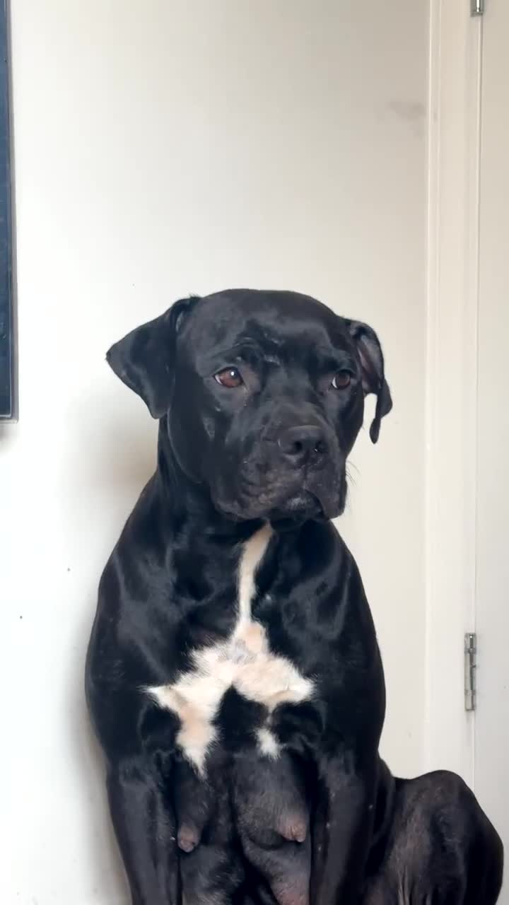 Mixed Breed dogs for sale: Staffordshire bull terrier puppies - Video 5