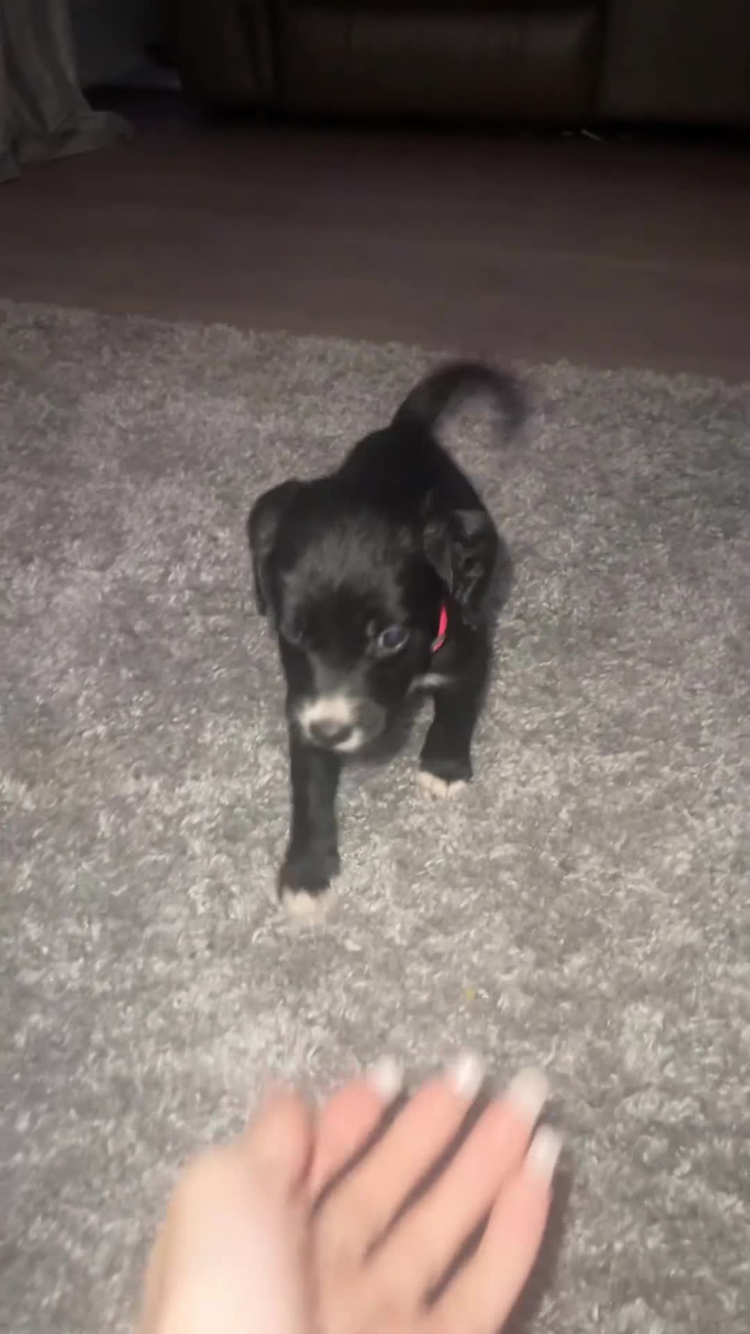 Mixed Breed dogs for sale: Sprocker x pups - Video 1