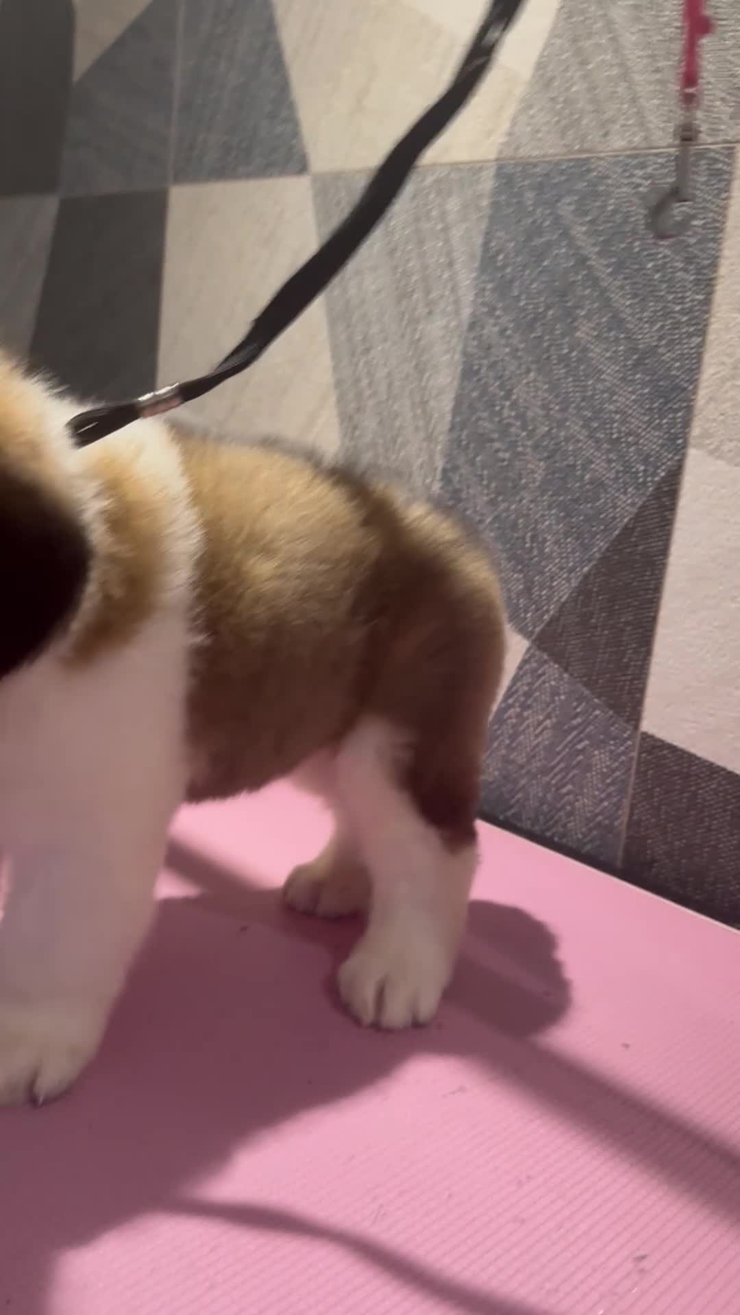 Saint Bernard dogs for sale: Exceptional litter of show quality pups  - Video 4