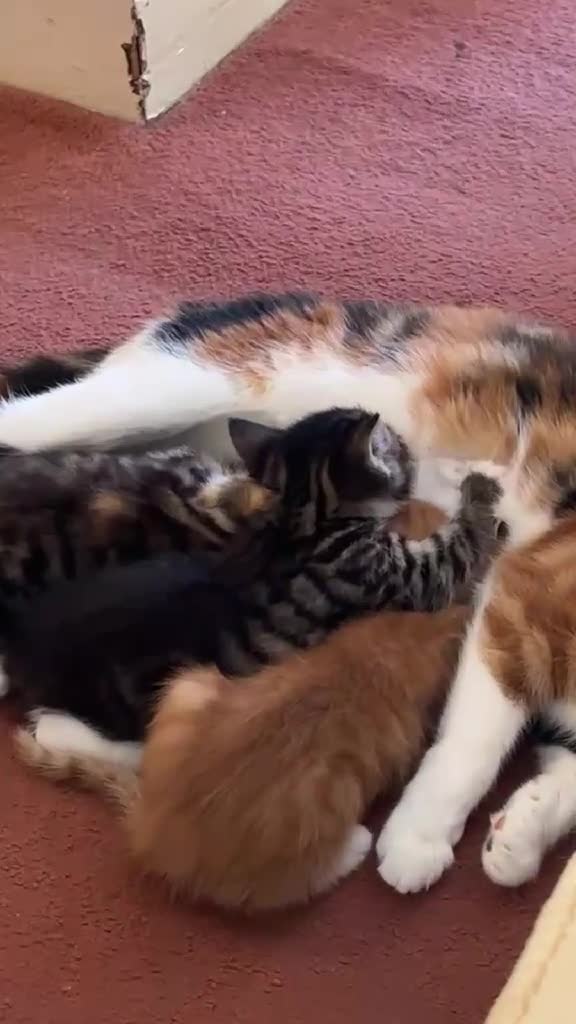 European cats for sale: Adorable kittens looking for loving forever homes  in Wolverhampton - Video 1