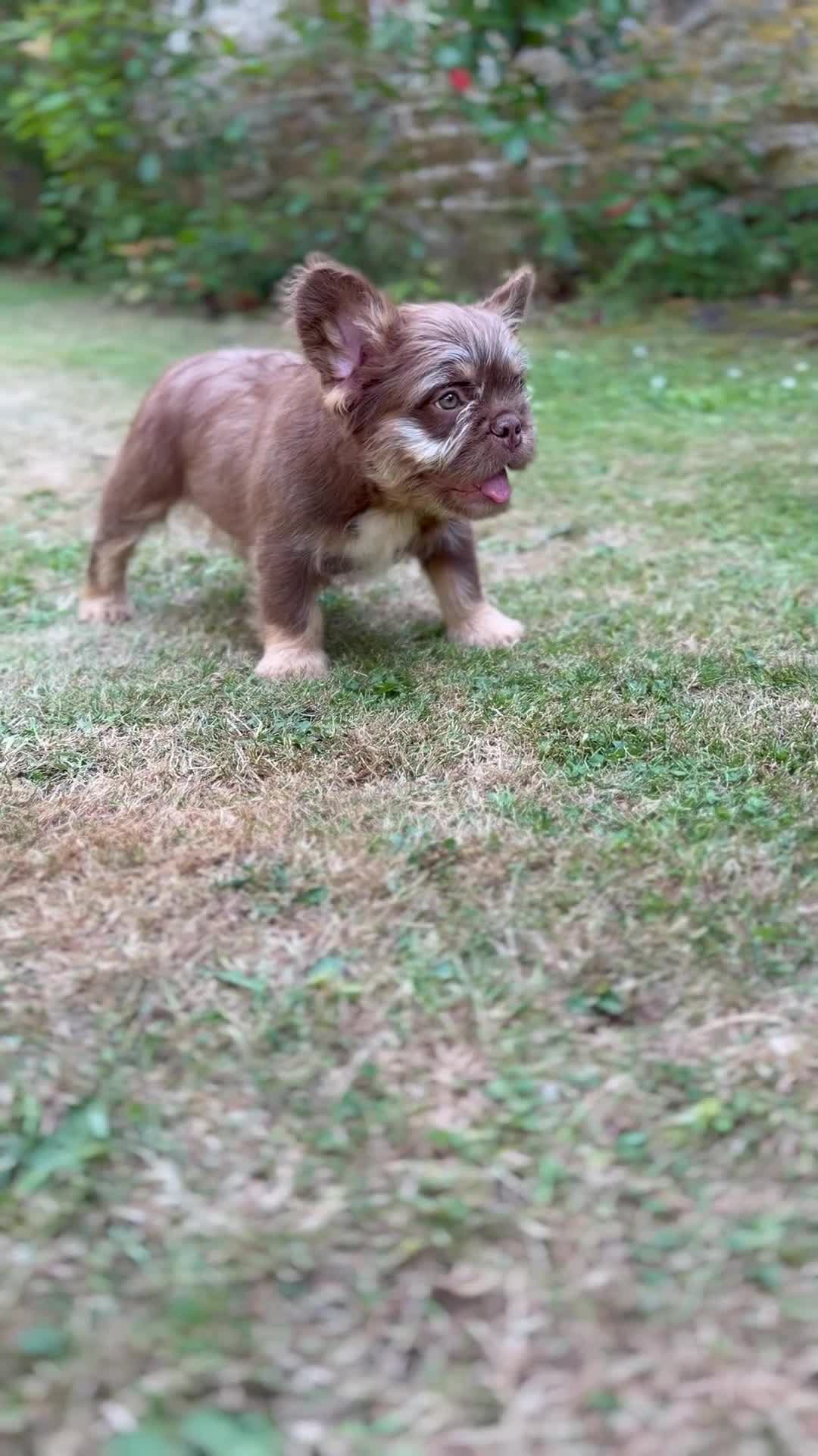 French Bulldog dogs for sale: **Beautiful Fluffy Floodle Frenchie Puppies** - Video 3