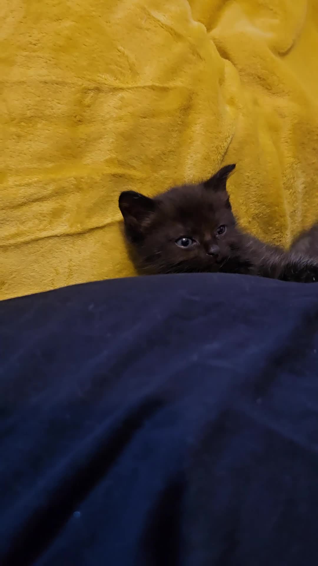 Mixed Breed cats for sale: Lovely half ragdoll kittens - Video 3