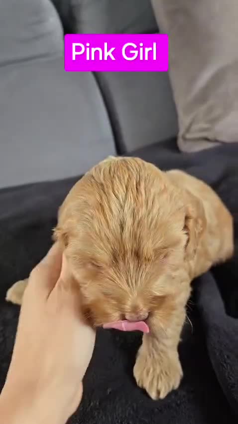 Cockapoo dogs for sale: 2 Gorgeous girls and 1 Handsome boy  in Sheffield - Video 2