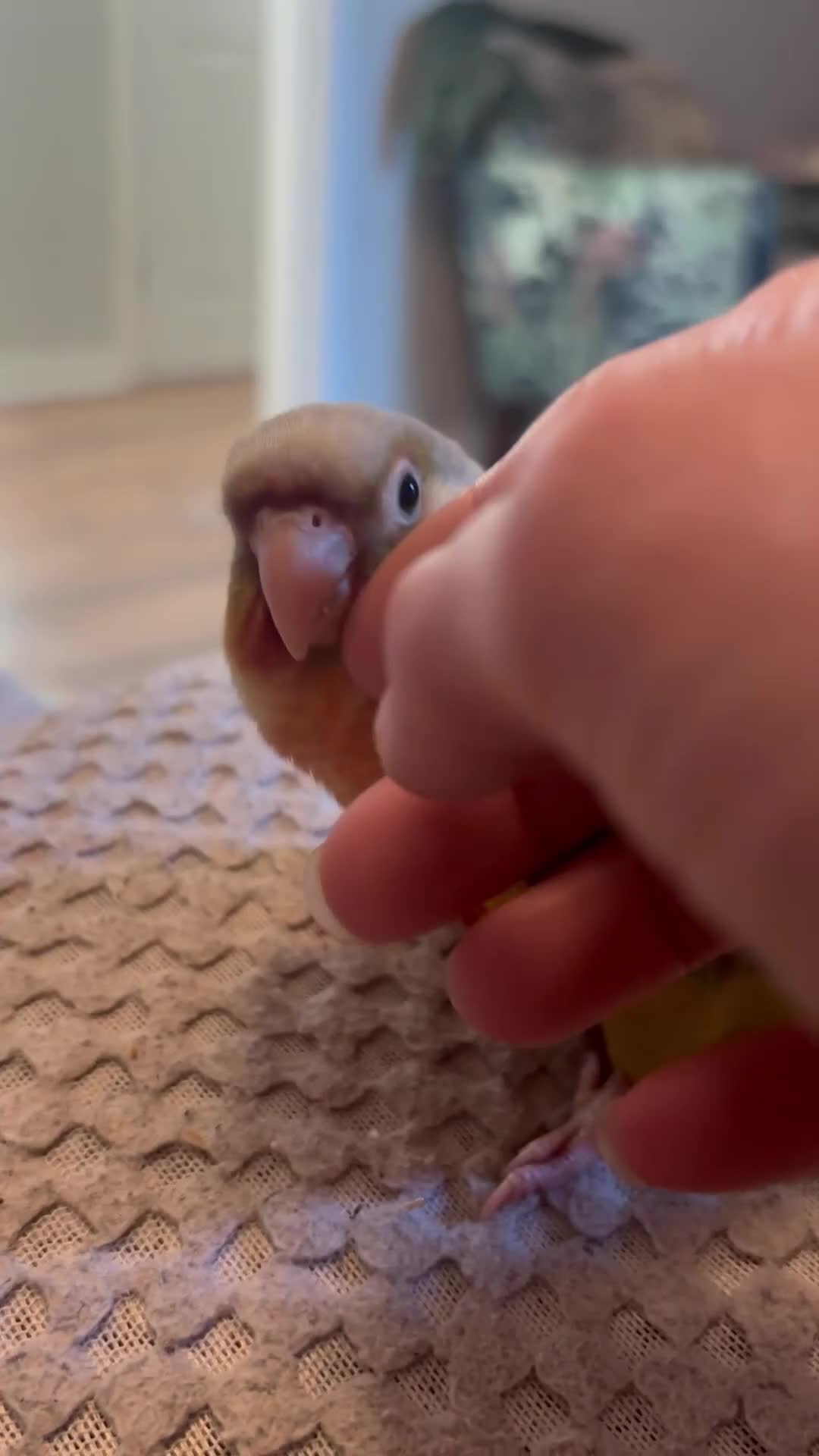 Conures birds for sale: Pineapple conure parrot hand reared - Video 2