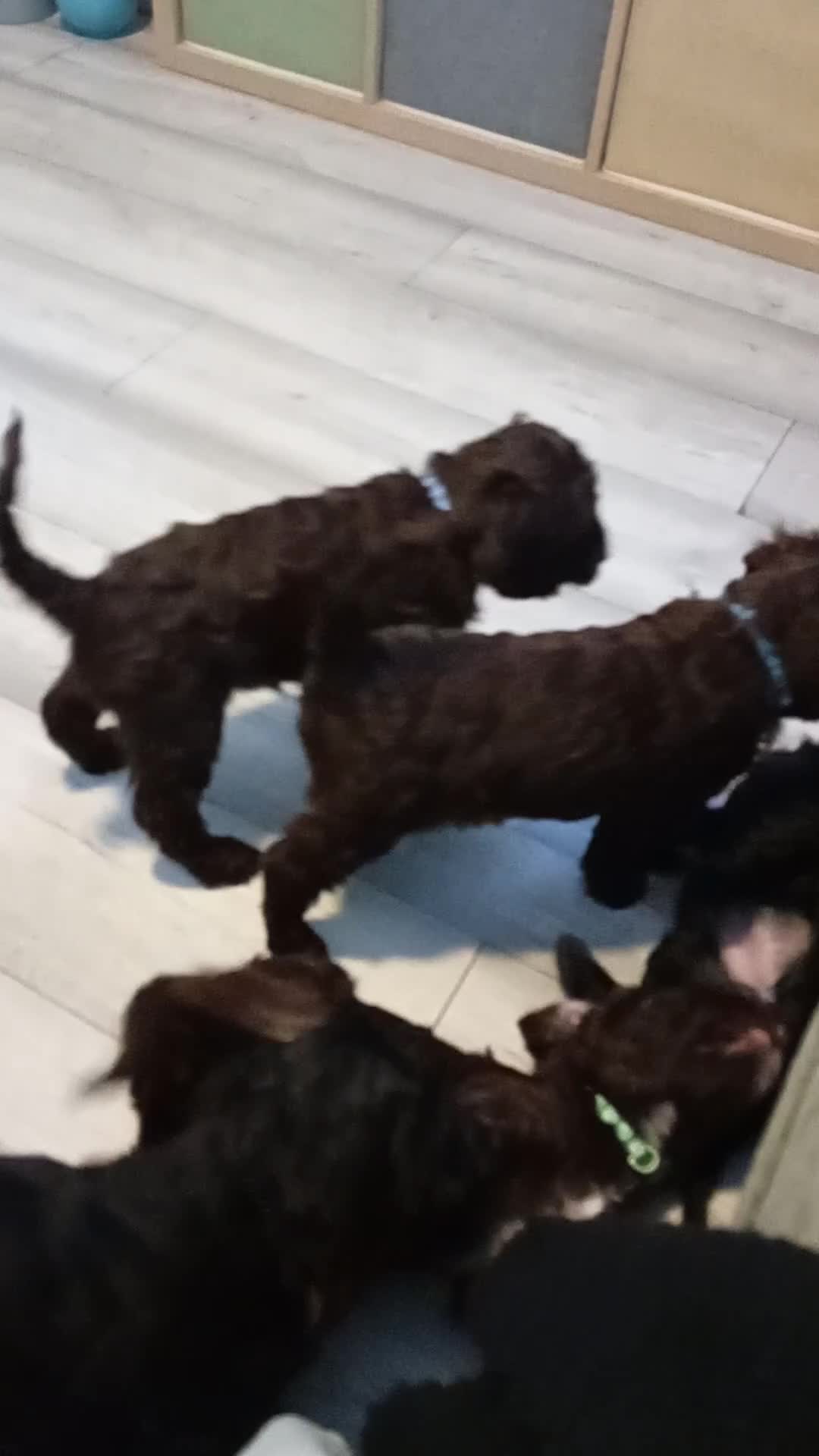 Mixed Breed dogs for sale: My last beautiful F1B Irish cockapoo puppy - Video 1