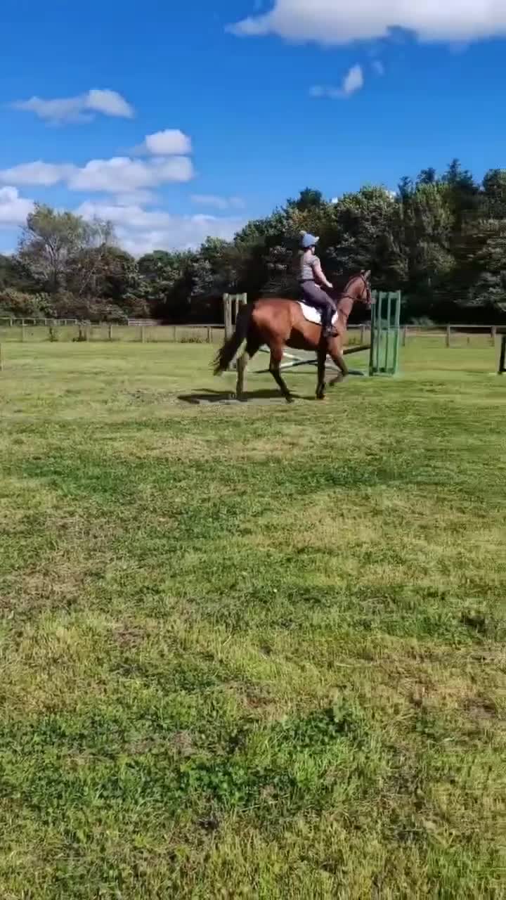 Irish Thoroughbred horses for sale: Exceptional Chunky Tb bright bay horse For sale  - Video 4