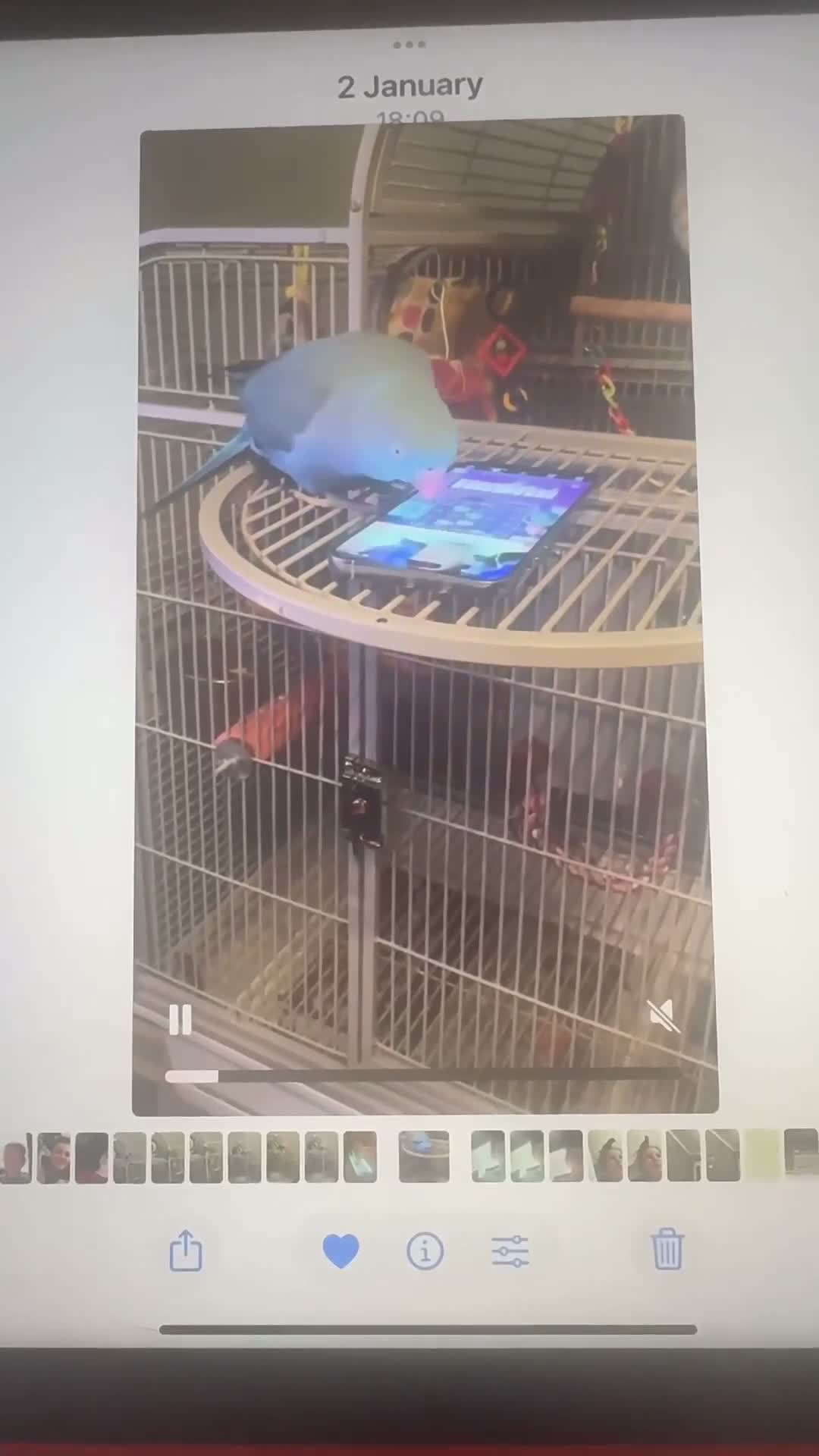 Parrots birds for sale: Indian ring neck  in Doncaster - Video 1