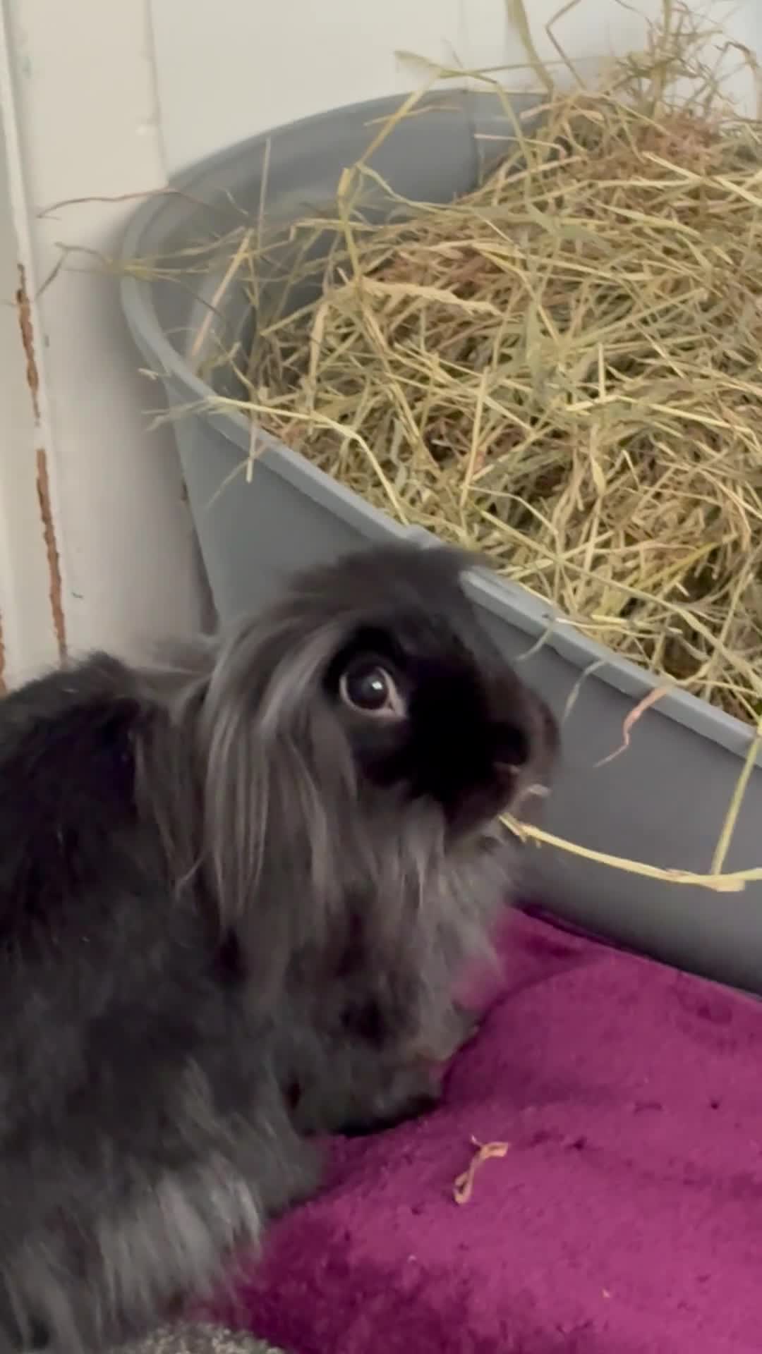 Lionhead rabbits for sale: Beautiful lionhead  in Preston - Video 1