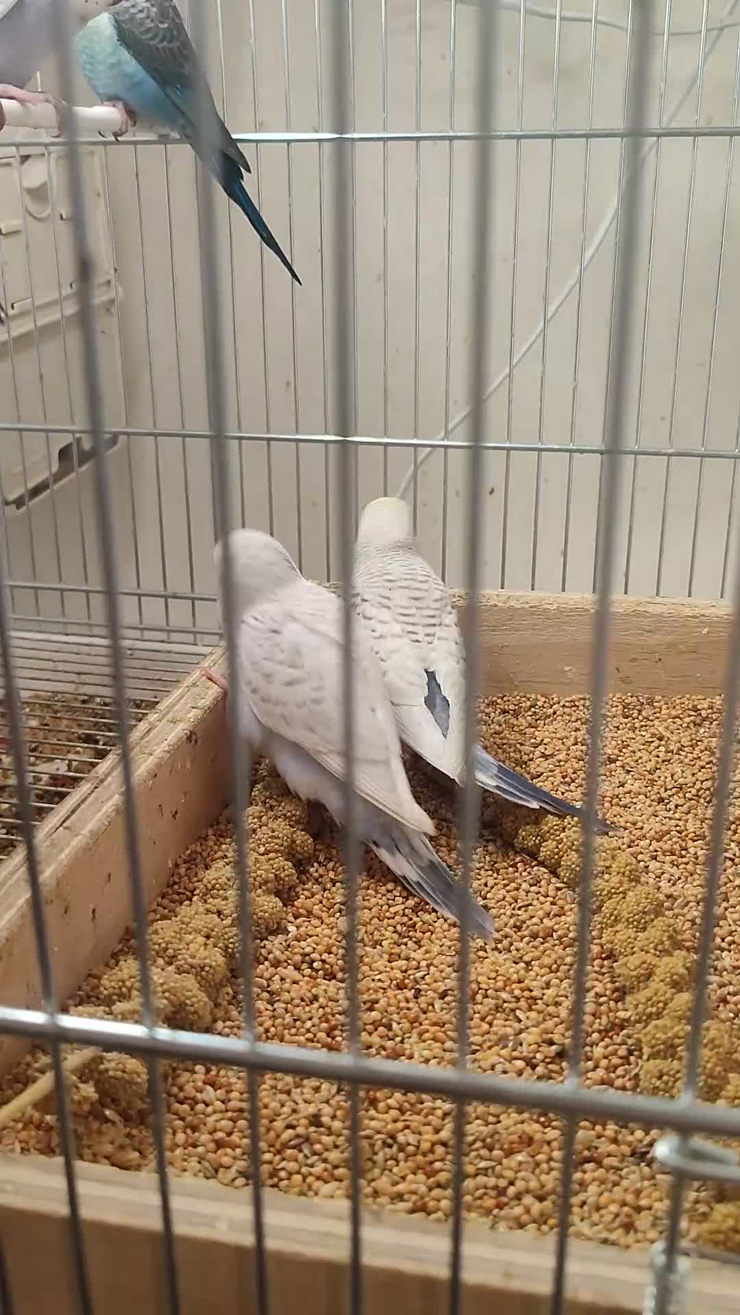Budgerigars birds for sale: Budgies  in London - Video 1