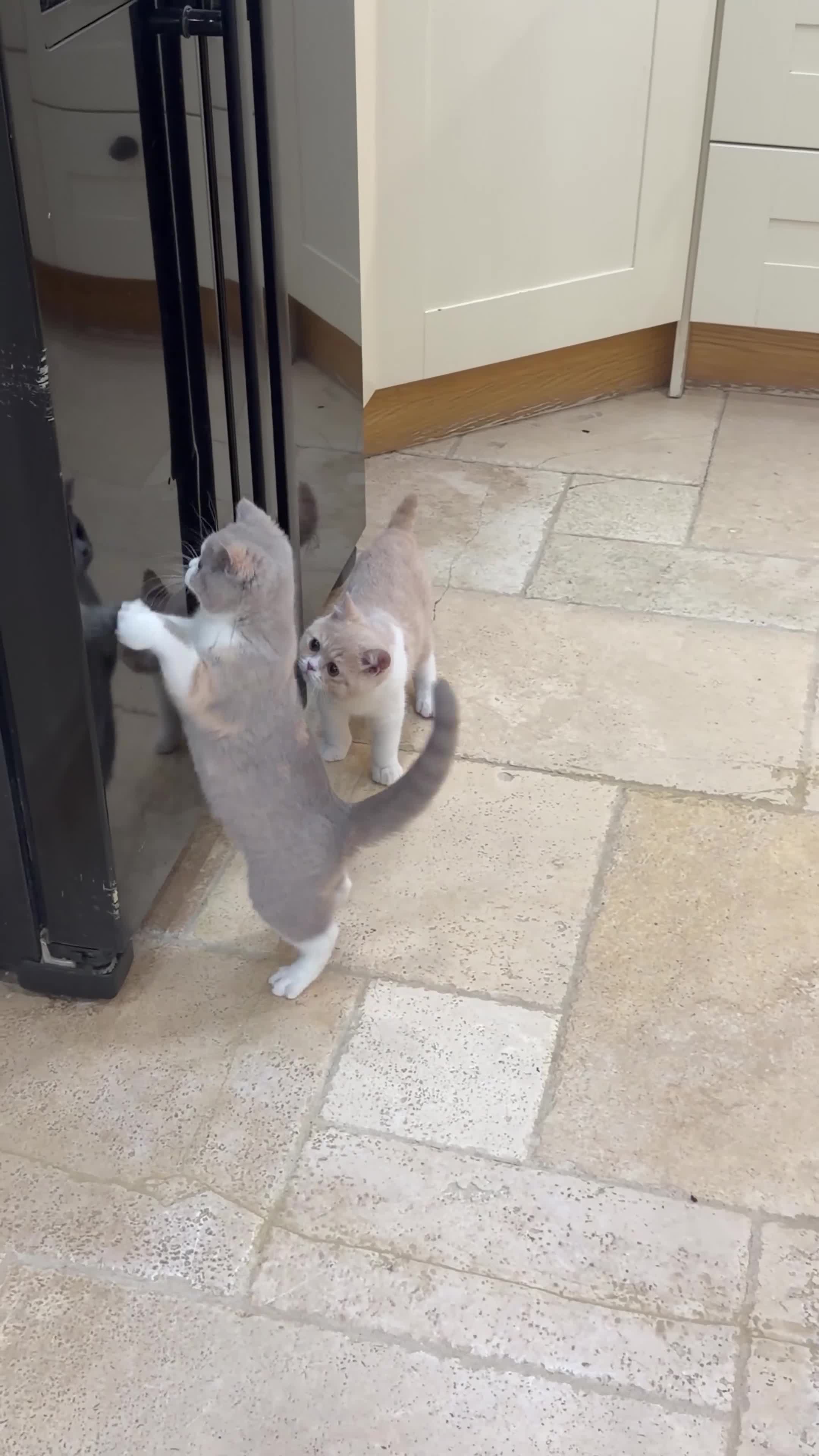 British Shorthair cats for sale: READY NOW - REGISTERED FULL PEDIGREE BSH KITTENS - Video 2