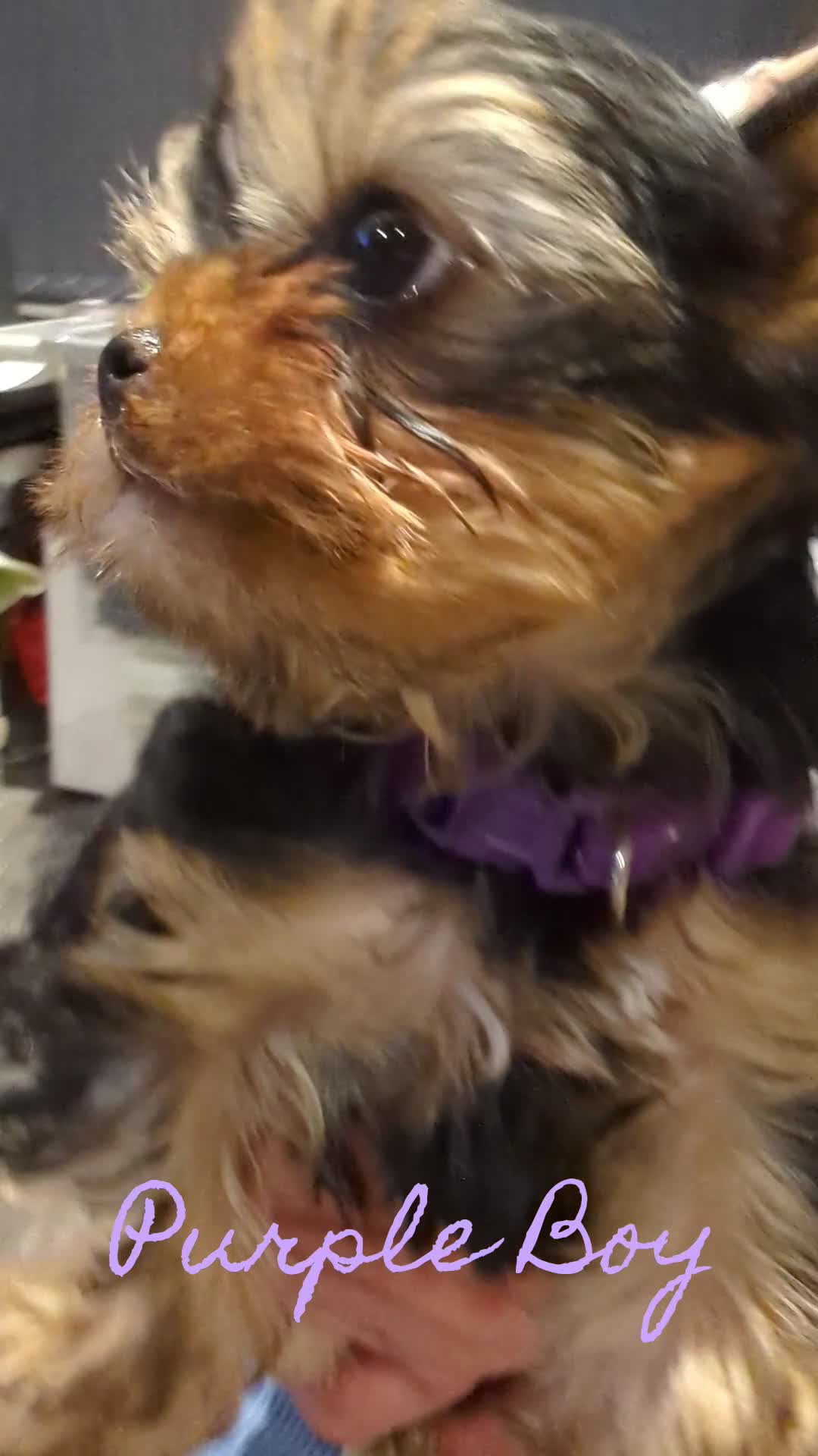 Yorkshire Terrier dogs for sale: 👉Yorkshire Terrier Pups–KC Lines, Health Checked - Video 3