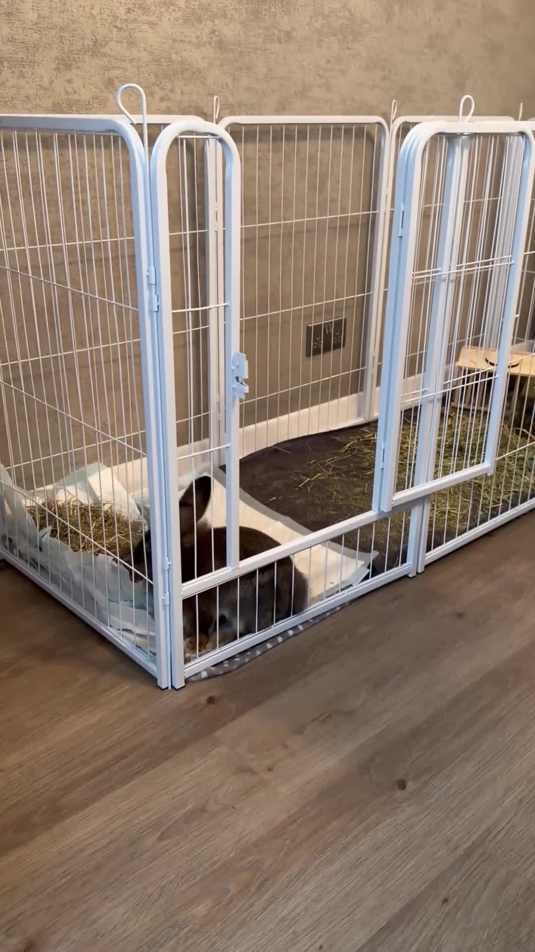 Lionhead rabbits for sale: Gorgeous Male Lionhead - Video 1