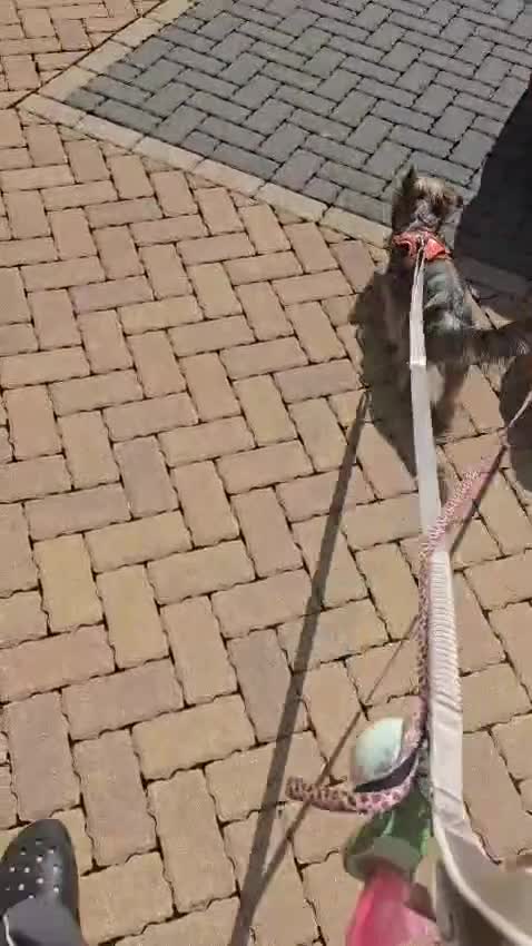 Mixed Breed dogs for sale: Pomchi chihuahua mix  - Video 1