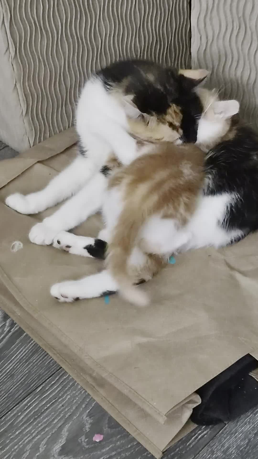 Maine Coon cats for sale: 3 gorgeous orange and white boys in Durham - Video 1