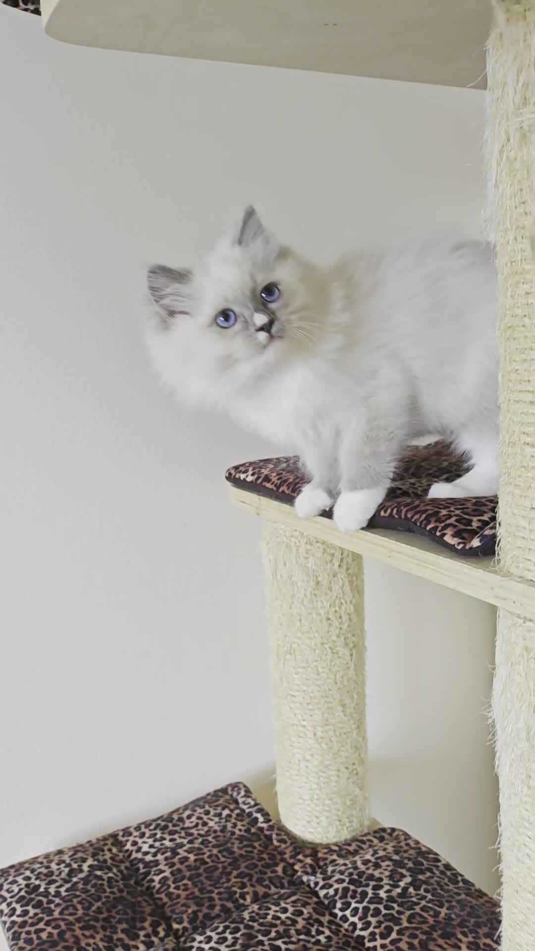 Ragdoll cats for sale: BEAUTIFUL RAGDOLLS KITTENS GCCF REGISTERED  - Video 2