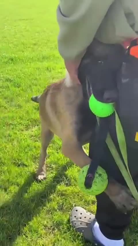 Belgian Shepherd Dog dogs for sale: 5 month old NVBK mali!!  - Video 2