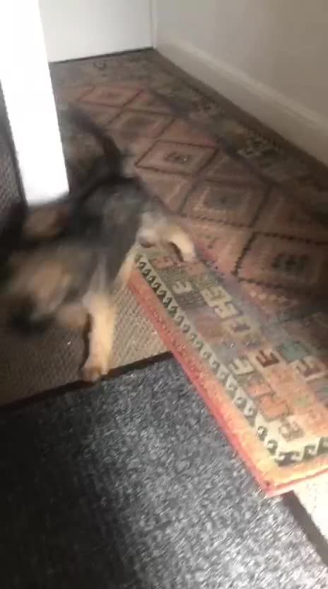 Border Terrier dogs for sale: TOP QUALITY BORDER bitch puppy - Video 1