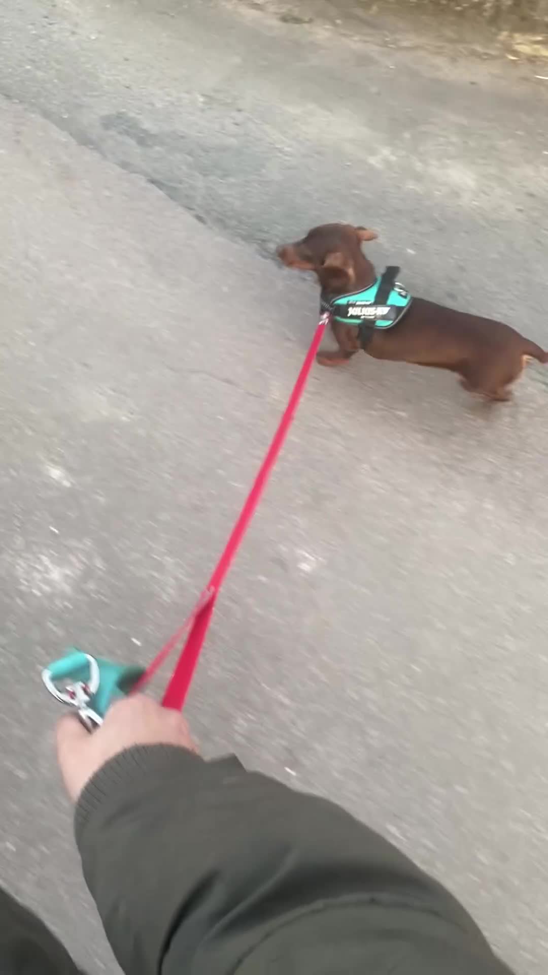 Miniature Dachshund dogs for sale: Trixie kc registered Smooth Miniature dachshund - Video 1