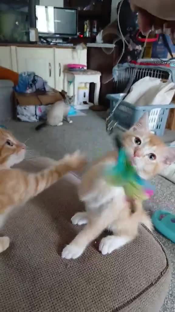 Domestic Shorthair cats for sale: 2 twin Kittens - Video 2