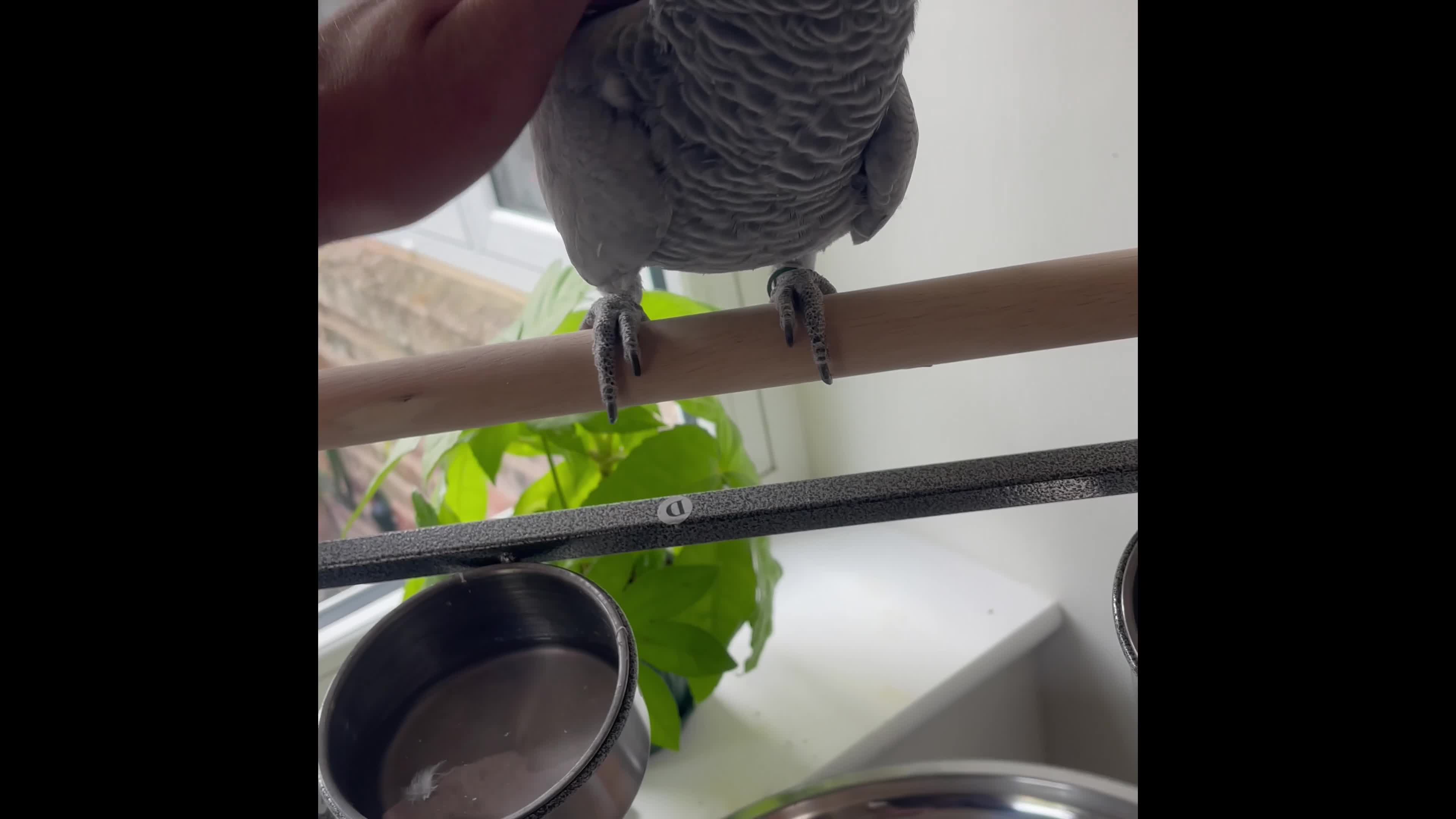 Parrots birds for sale: Super friendly African grey.  in Melton Mowbray - Video 1
