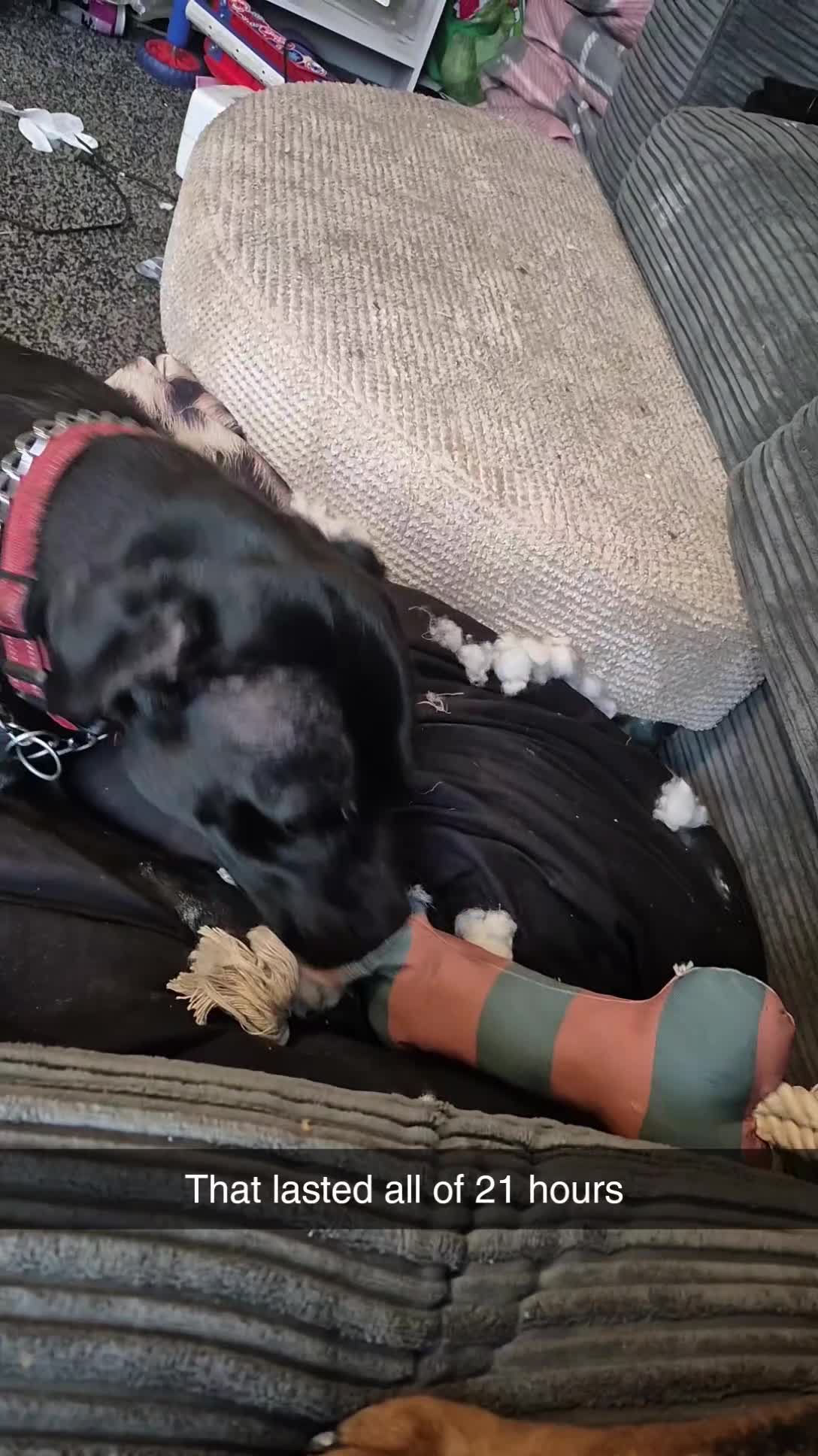 Mixed Breed dogs for sale: Lab x Staff - OPEN TO OFFERS - Video 1